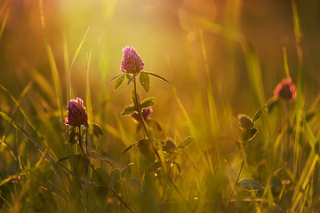 Clover flowers at sunset