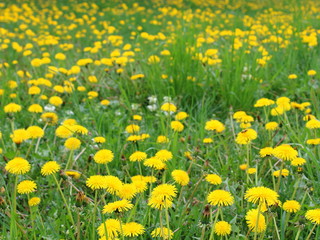 dandelions in a glade a cheerful spring day