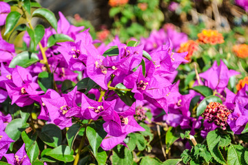 Bougainvillea flowers. Pink flowering plants.