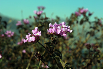 Flowers up close