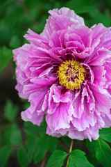 Obraz premium 牡丹