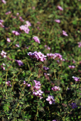 Flowers up close