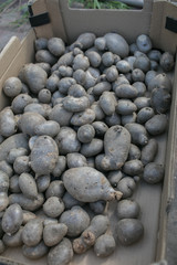 Seed Potatoes Close-Up in Box