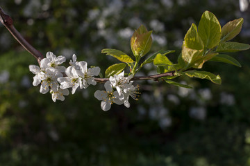 Flowering apricot branches in the spring garden