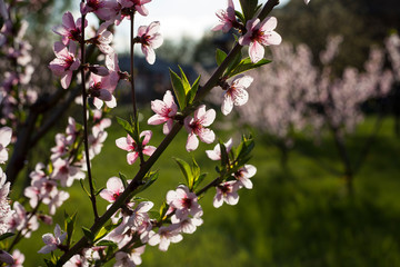 Flowering apricot branches in the spring garden