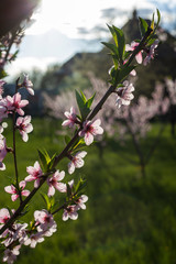 Flowering apricot branches in the spring garden