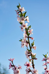 Flowering apricot branches in the spring garden