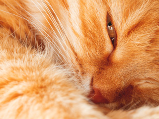 Cute ginger cat is dozing. Close up photo of fluffy pet face. Domestic animal staring in camera. Macro photo of cat's eye in fur.