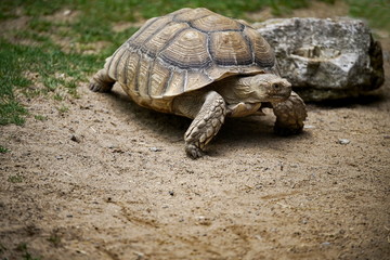 Landschildkröte - Spornschildkröte