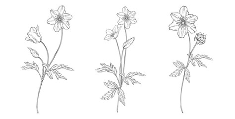 vector floral black and white composition set with anemone flowers
