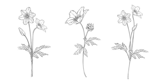 Vector Floral Black And White Composition Set With Anemone Flowers