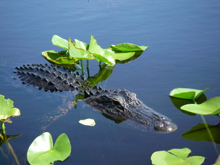 Small alligator swimming in the Florida Everglades - Powered by Adobe