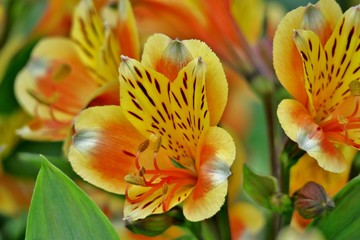 beautiful unusual yellow-orange flower close up