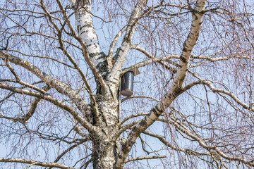 Birdhouse on a birch without leaves in early spring.