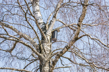 Obraz premium Birdhouse on a birch without leaves in early spring.