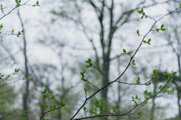 Small green spicebush leaves in the Spring