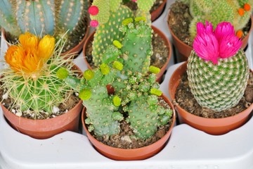 small blooming cacti of different colors