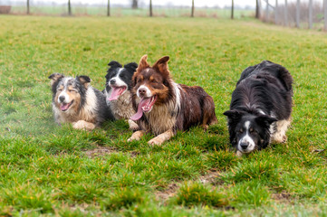 A group of border collie lying on the field