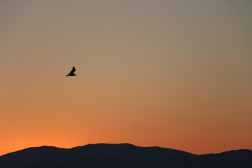 Naklejka na ściany i meble pajaro en atardecer