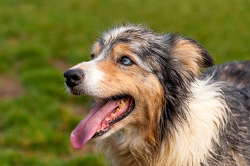 Portrait of a border collie dog