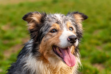 Portrait of a border collie dog