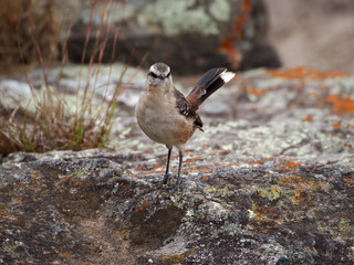 A Chalk-browed mockingbird (Mimus saturninus) in Cuesta Blanca, Cordoba, Argentina.