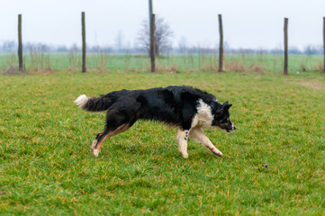 A border collie dog running on the field
