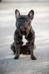 French bulldog puppy looking left while outside
