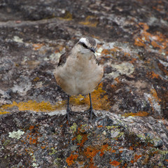 A Chalk-browed mockingbird (Mimus saturninus) in Cuesta Blanca, Cordoba, Argentina.