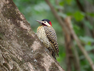 A  green-barred woodpecker (Colaptes melanochloros) in Cuesta Blanca, Cordoba, Argentina.