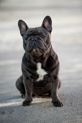 French bulldog puppy looking front while outside