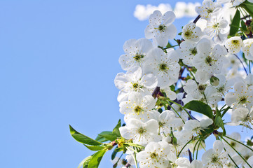 Cherry tree flowers in spring against a blue sky
