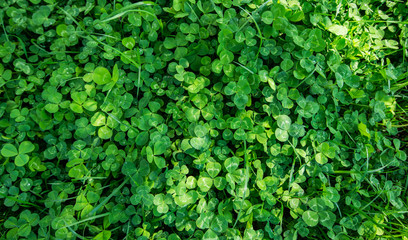 clover background