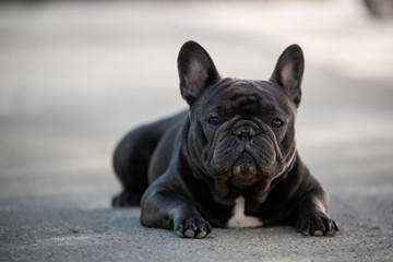 French bulldog canine portrait sitting outside on the pavement. Shot in natural light