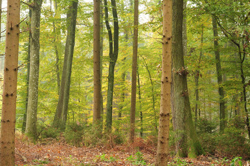 trunks of trees in mixed forest