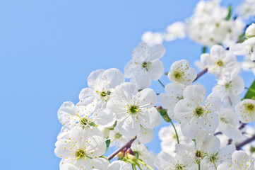 Cherry tree flowers in spring against a blue sky