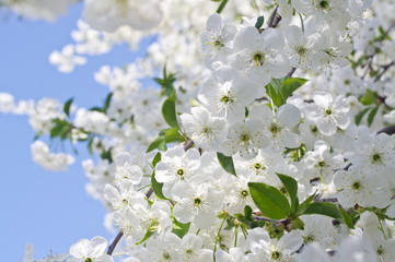 Cherry tree flowers in spring against a blue sky