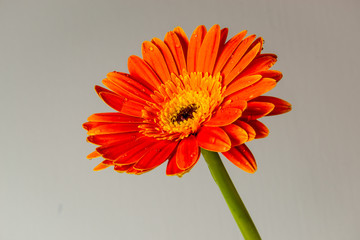 Gerbera 