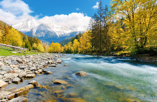 gorgeous day near the forest river in mountains. deciduous tree with vivid yellow foliage among spruce on the curve rocky shore. dreamy composite autumn landscape with distant snowy peaks