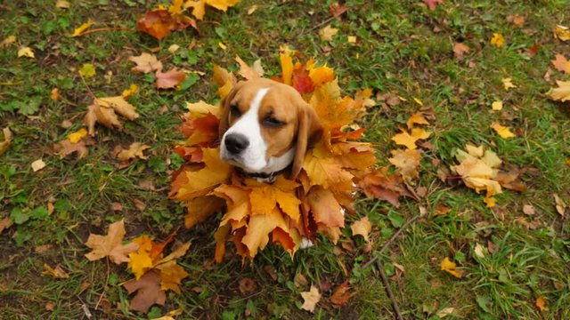 Cute dog portrait with collar from yellow maple leaves. Beautiful autumn season time. Obedient Beagle pose with jabot on neck, sitting and rise front legs, howl once