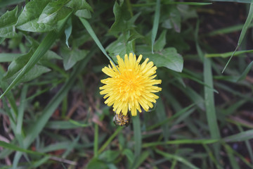 Blooming Yellow Dandelion Flowers In Garden On Spring Time. Detail Of Bright Common Dandelions In Meadow At Springtime.