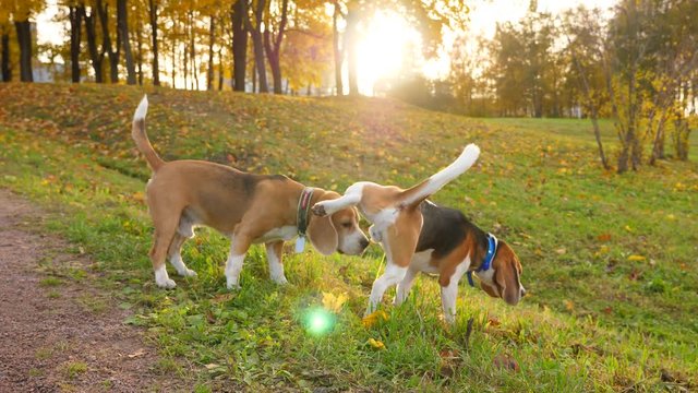 Beagle urinate to mark territory, two animals at park, bright evening sun ahead. One doggy sniff ground, then lift up hind leg and leave scent marking on grass tuft, second dog repeat after one