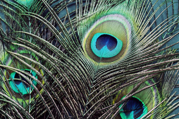 Obraz premium Peacock feathers photo
