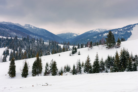 spruce trees on snowy hillside in mountains. beautiful winter countryside scenery on an overcast day