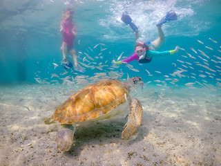    Snorkelling with turtles Views arund the small caribbean Island of Curacao