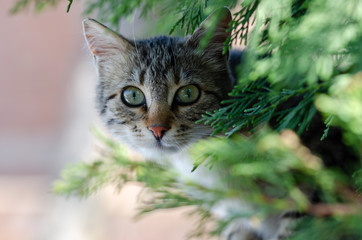 Stray cat looking at the camera