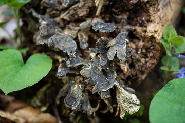 Tree Trunk with Fungus Close Up with fresh green plants growing up
