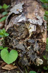 Tree Trunk with Fungus Close Up with fresh green plants growing up