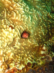 Fringed Blenny ( Mimoblennius cirrosus). Taken in Red Sea, Egypt.;