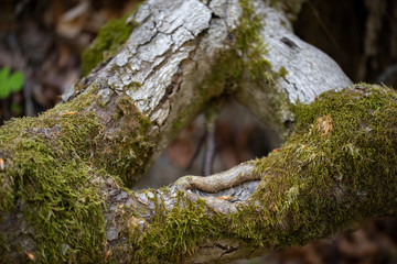 Tree trunk with fresh green moss